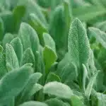Adaçayı (Salvia officinalis) Nedir? Faydaları, Özellikleri ve Uyarılar