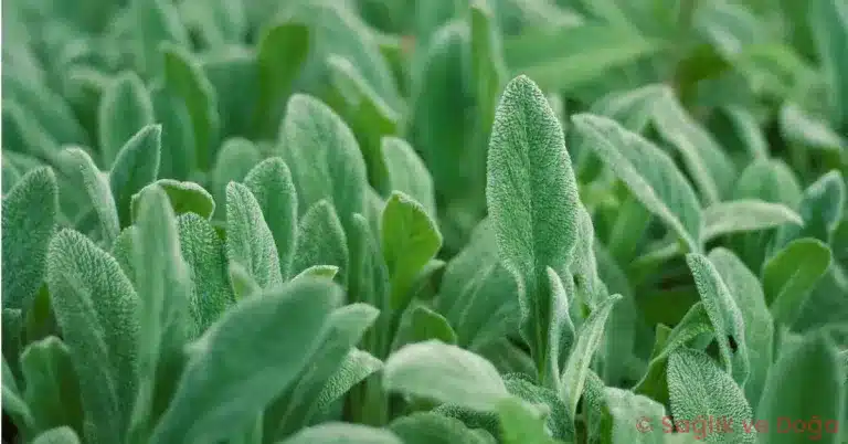 Adaçayı (Salvia officinalis) Nedir? Faydaları, Özellikleri ve Uyarılar