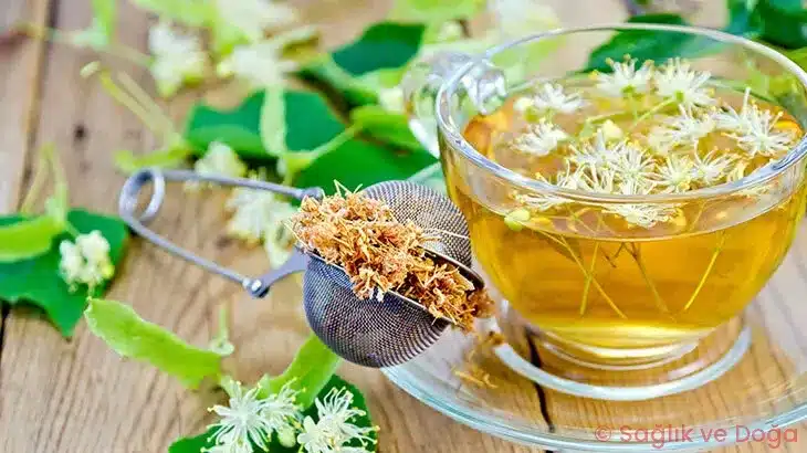 Ihlamur (Tilia spp.) Nedir? Faydaları, Kullanımı ve Uyarılar
