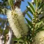 Nioli Yağı (Melaleuca Viridiflora) Nedir? Faydaları ve Özellikleri Nelerdir?