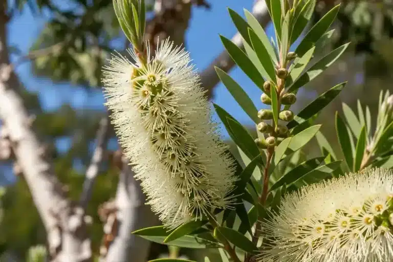 Nioli Yağı (Melaleuca Viridiflora) Nedir? Faydaları ve Özellikleri Nelerdir?